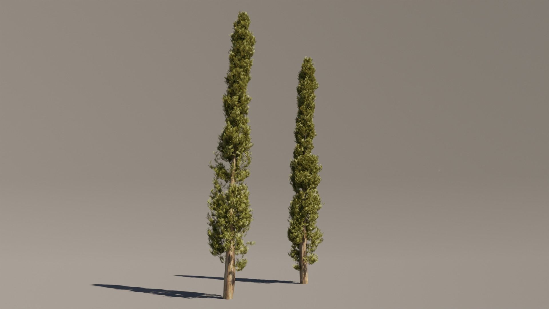 Set of realistic Italian Cypress Trees - 2 Trees - Blender  3D model_2