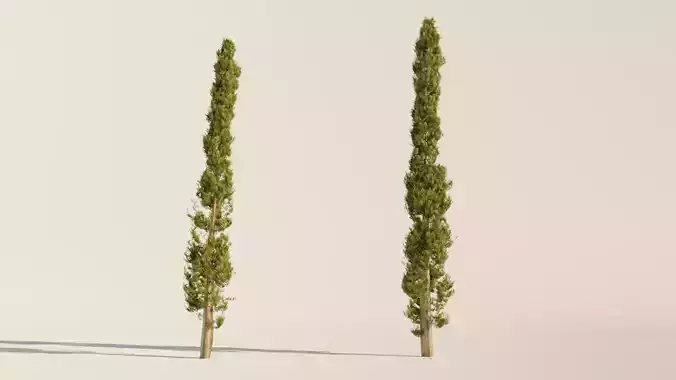 Set of realistic Italian Cypress Trees - 2 Trees - Blender 