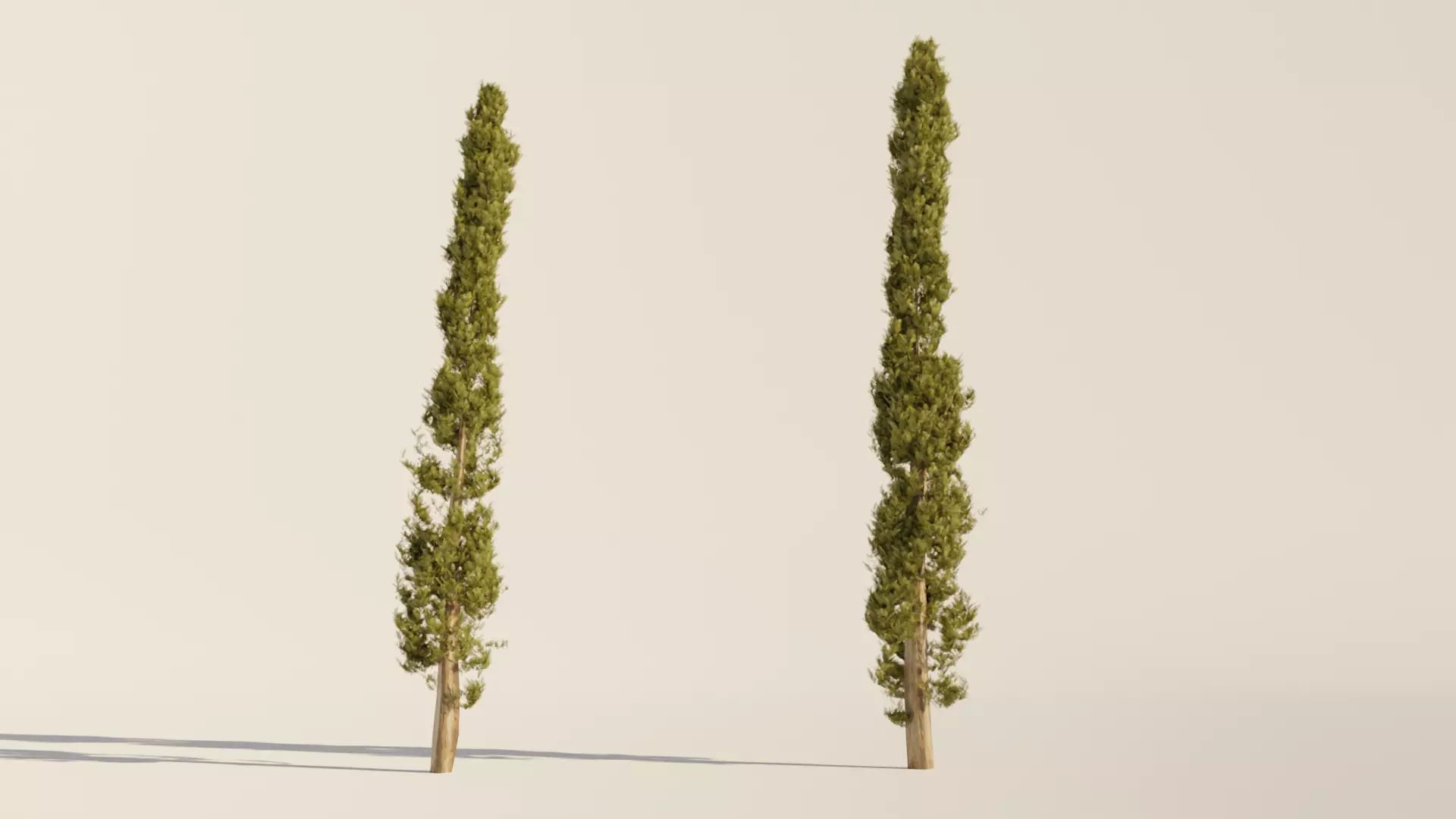 Set of realistic Italian Cypress Trees - 2 Trees - Blender  3D model_0