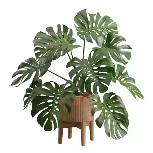 Stand Pot Plant Monstera Deliciosa 3D model
