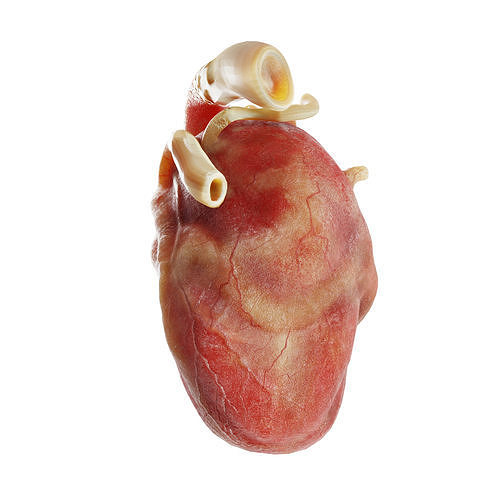 REALISTIC 3D ANIMATED HUMAN HEART Low-poly 3D model