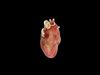 REALISTIC 3D ANIMATED HUMAN HEART Low-poly 3D model_1