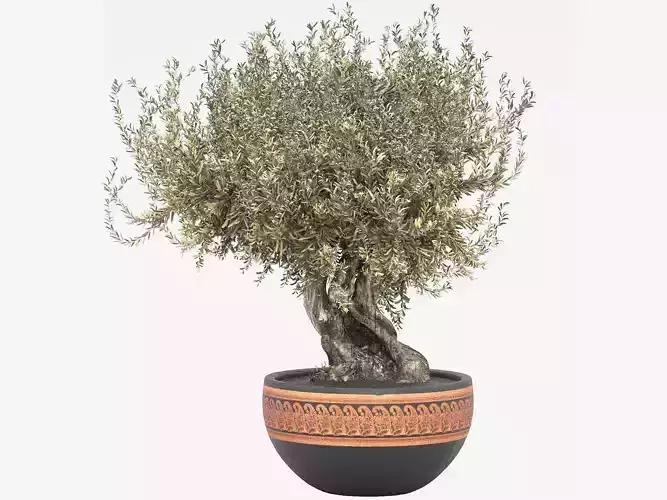 olive tree in pot