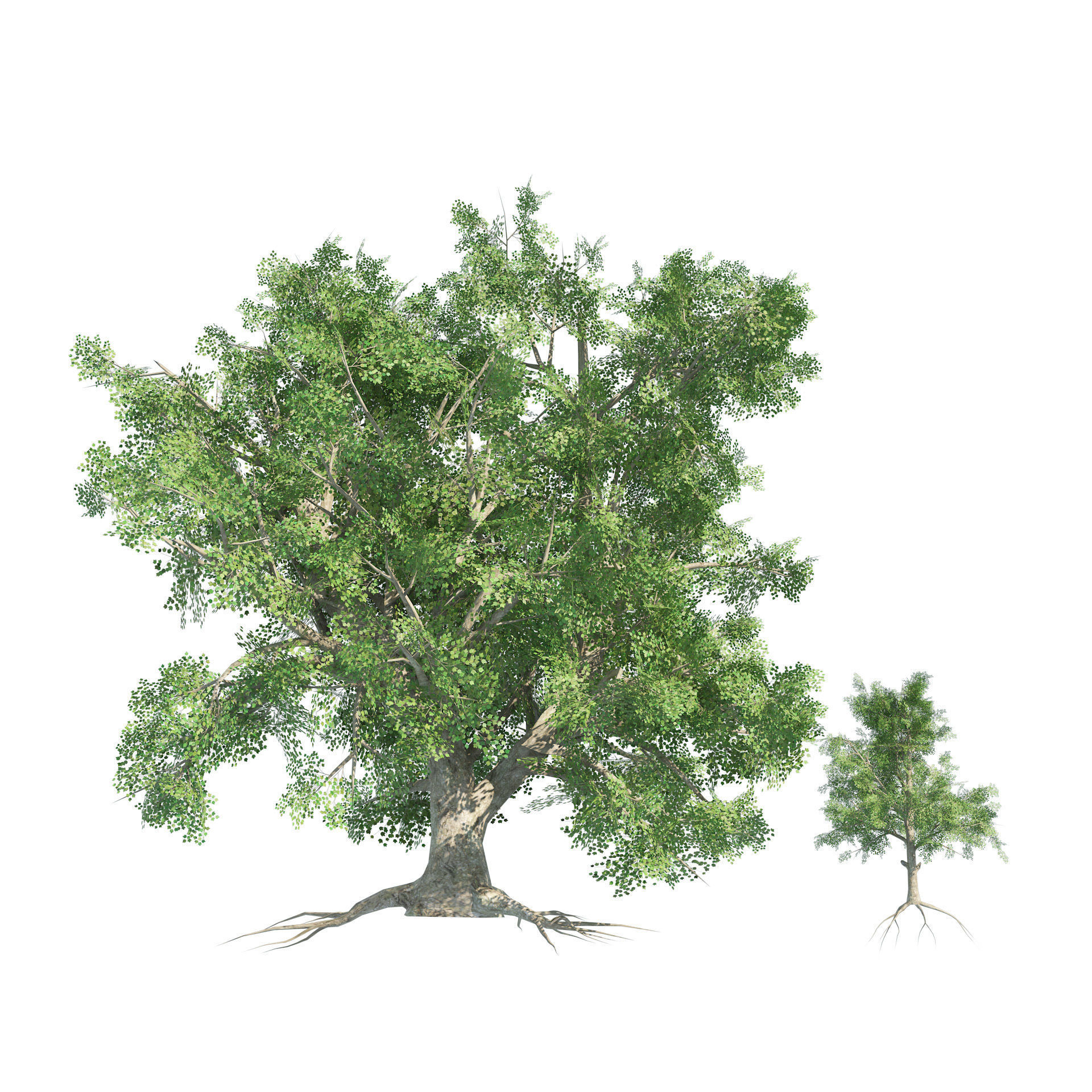 Large and young red maple trees Low-poly 3D model_3