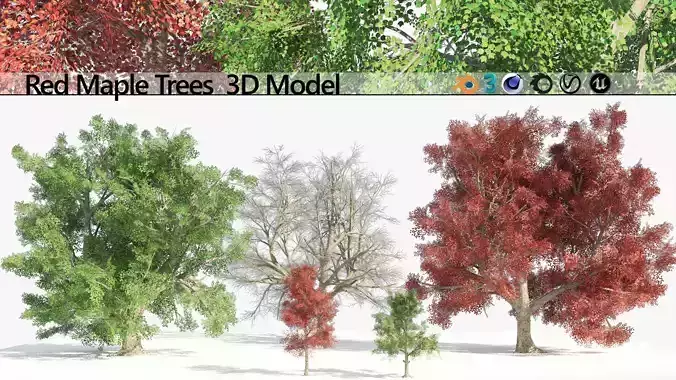 Large and young red maple trees Low-poly 3D model