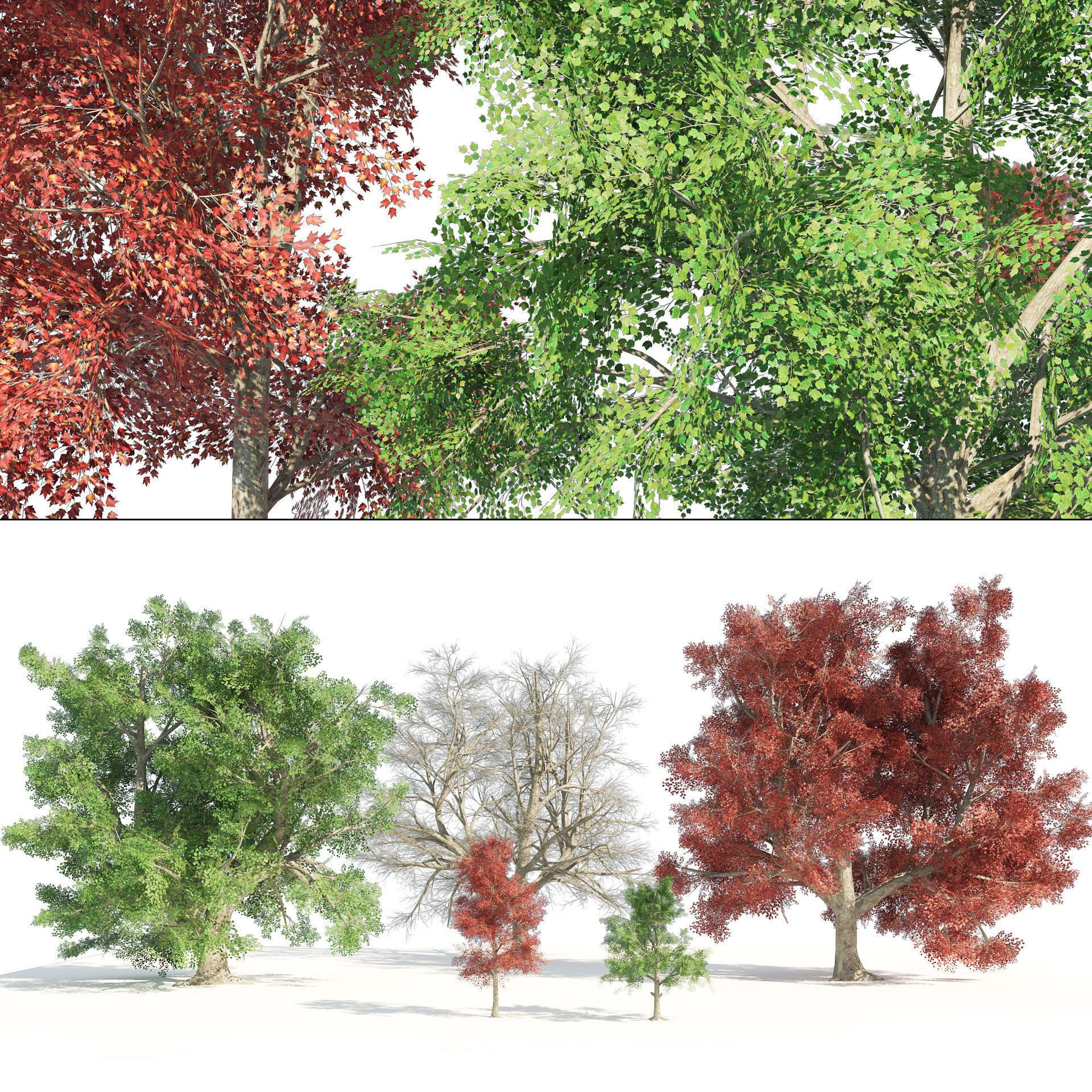 Large and young red maple trees Low-poly 3D model_7