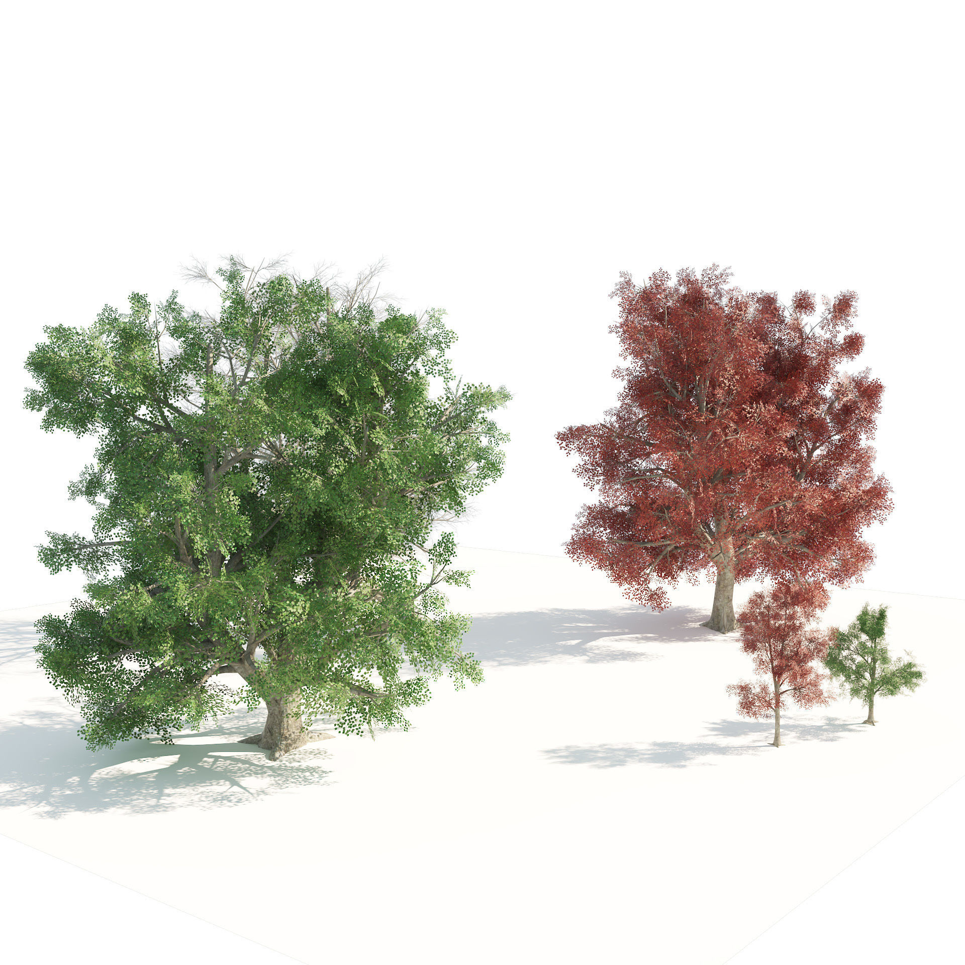 Large and young red maple trees Low-poly 3D model_2