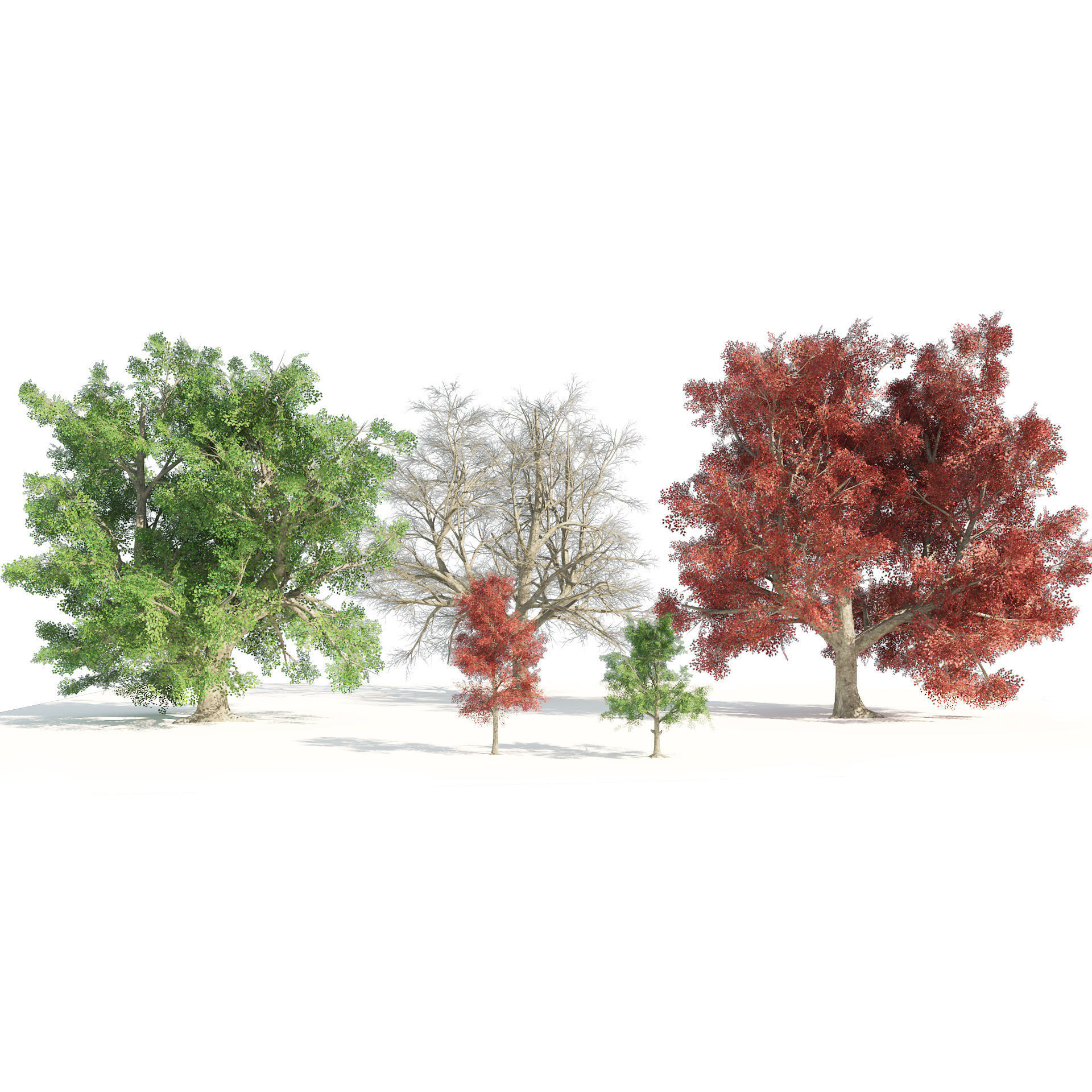 Large and young red maple trees Low-poly 3D model_4