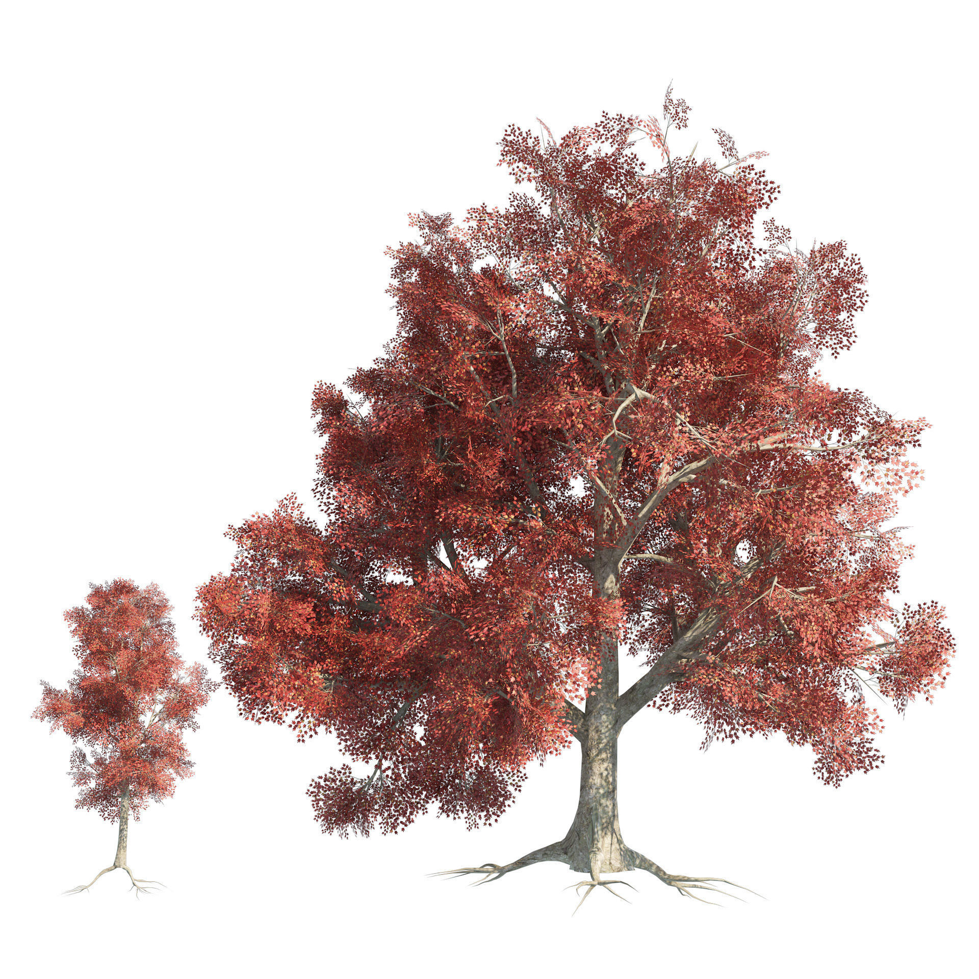 Large and young red maple trees Low-poly 3D model_1