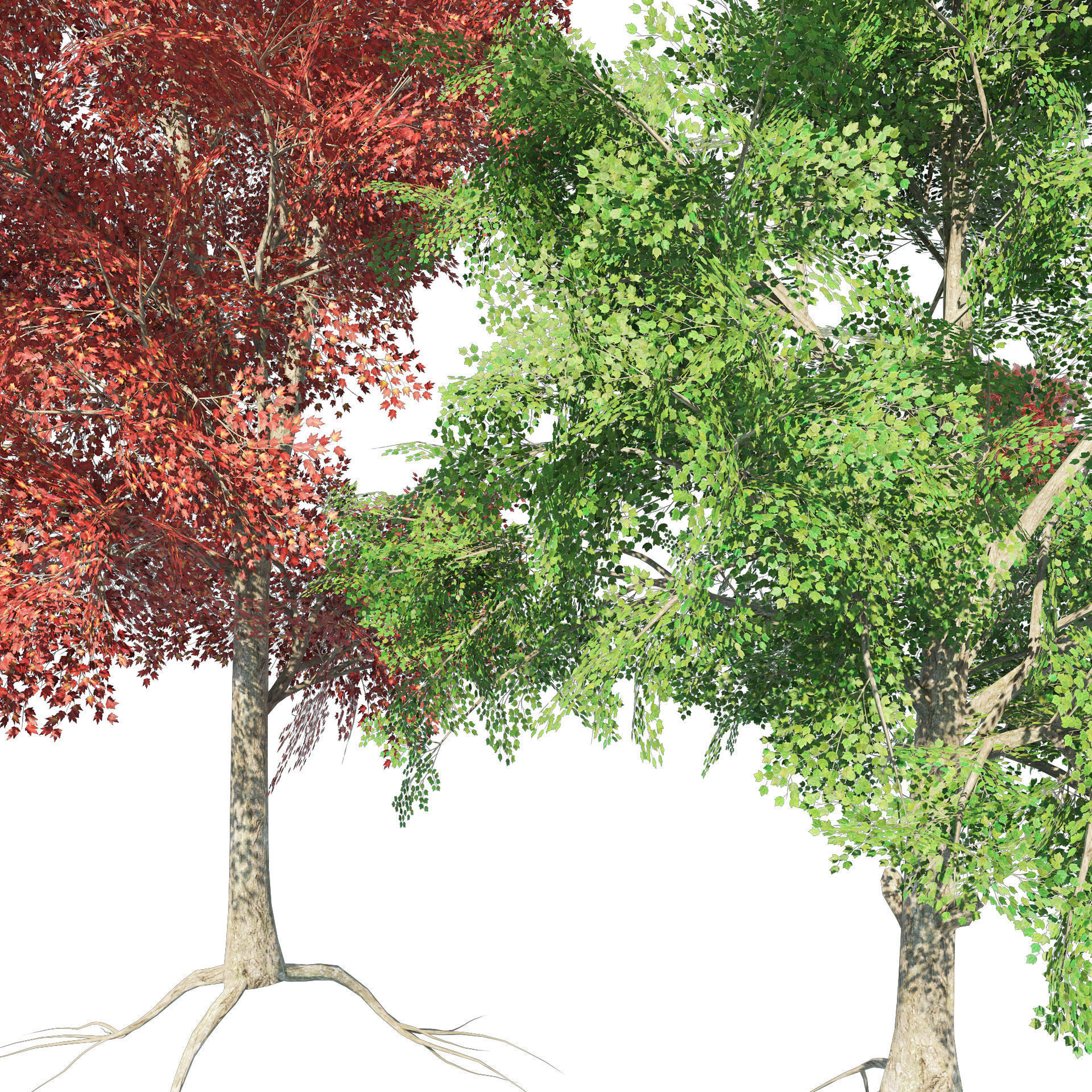 Large and young red maple trees Low-poly 3D model_5