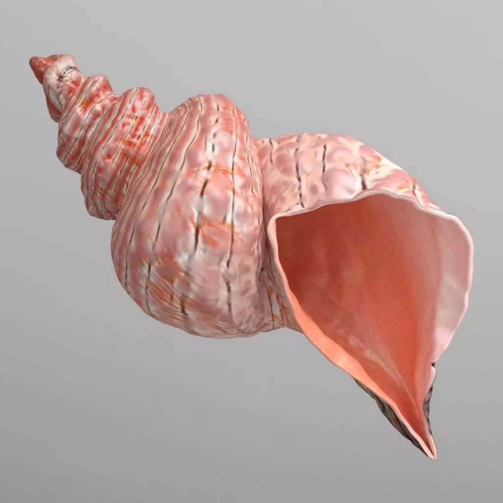 Conch Shell 3D model
