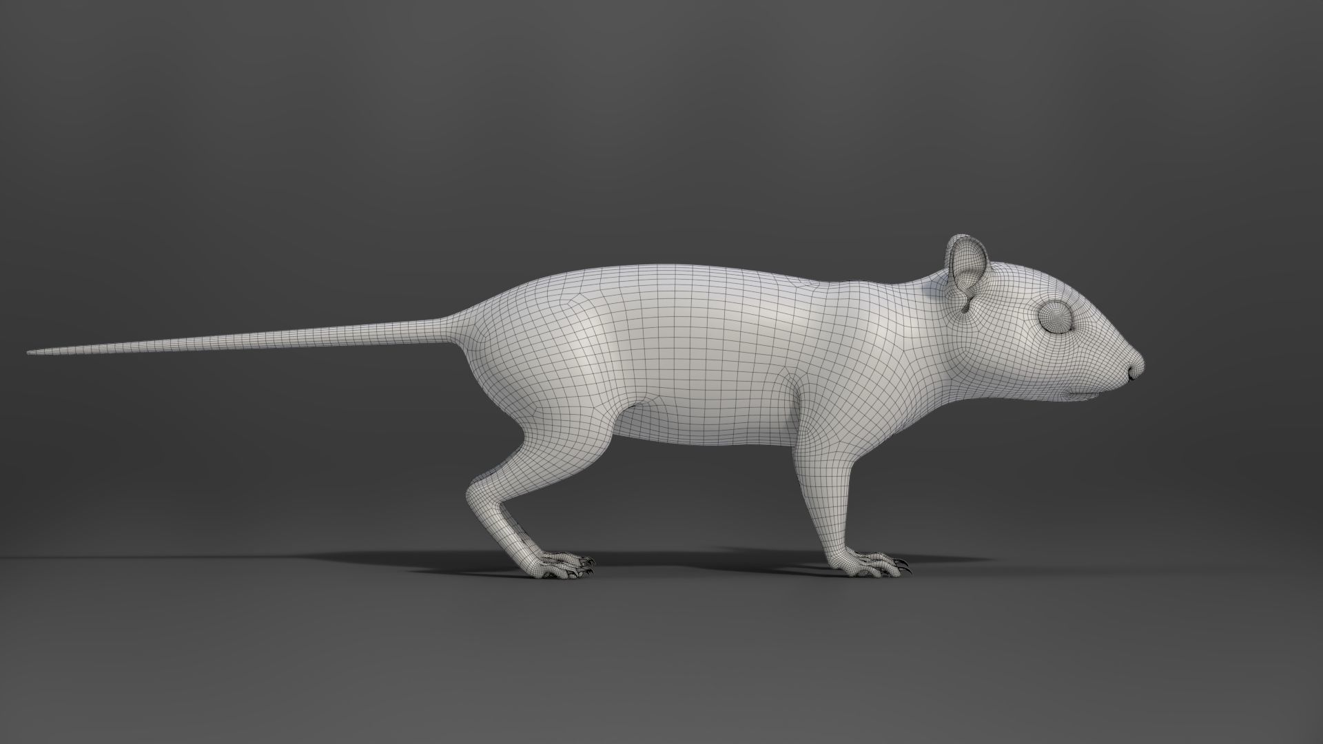 Chipmunk Animation VFX Grace 3D model_29