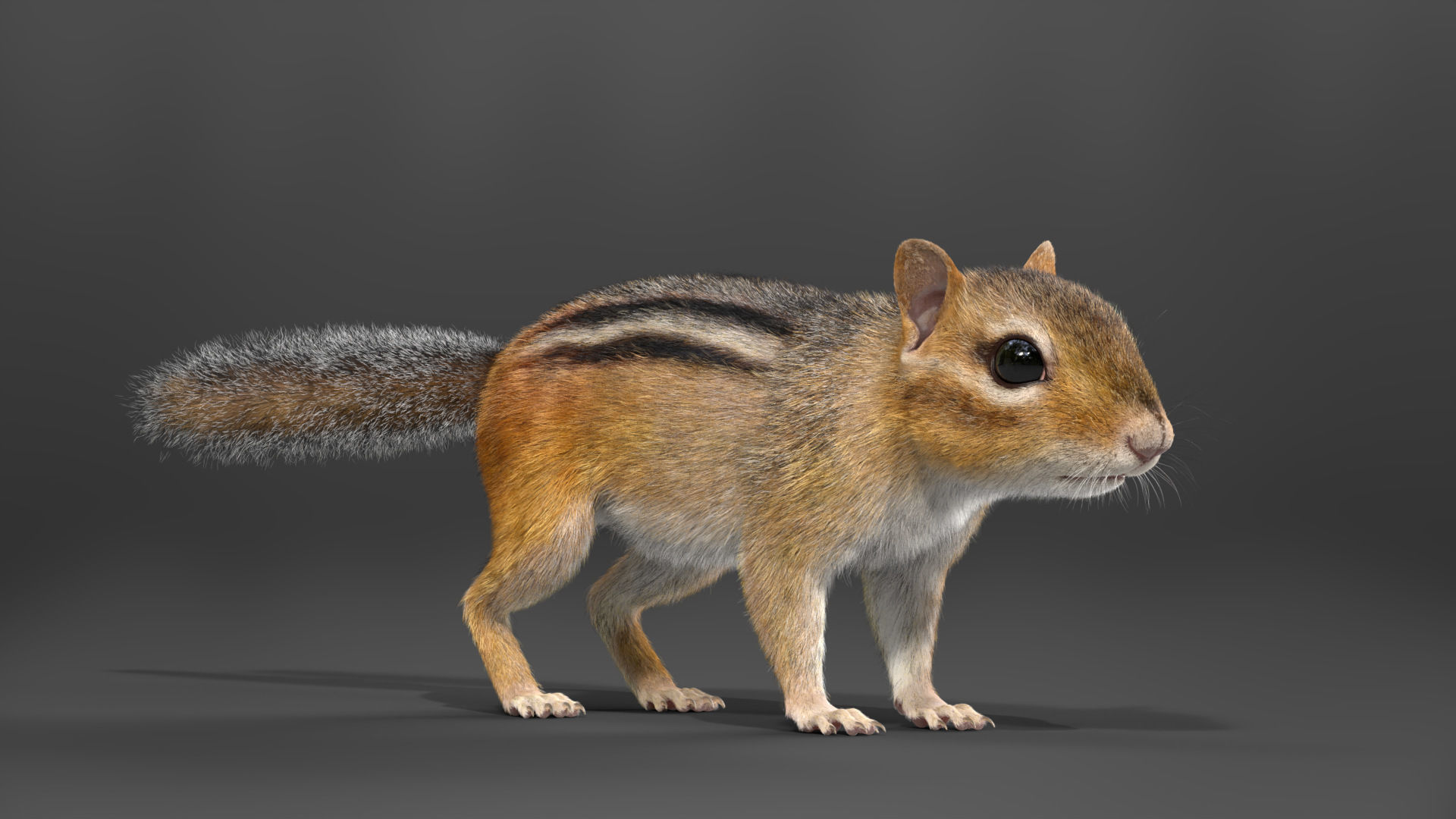 Chipmunk Animation VFX Grace 3D model_18