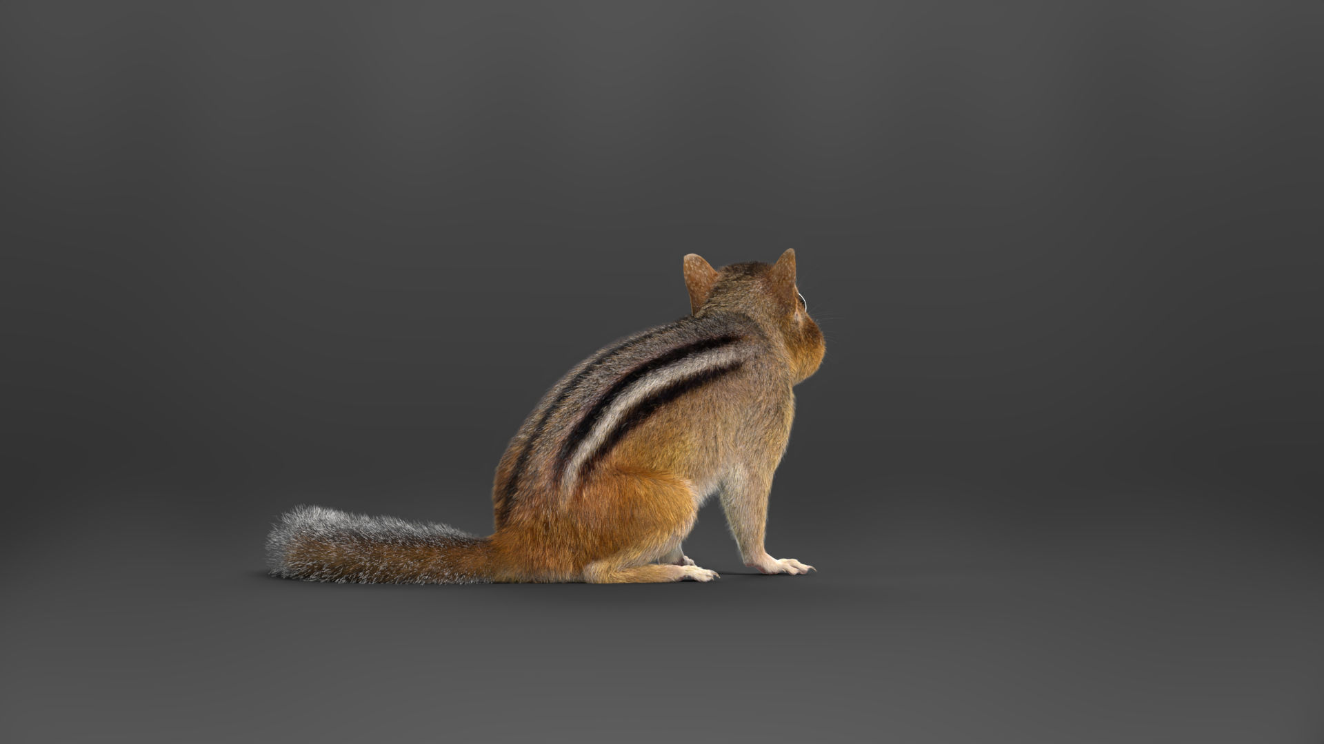 Chipmunk Animation VFX Grace 3D model_15