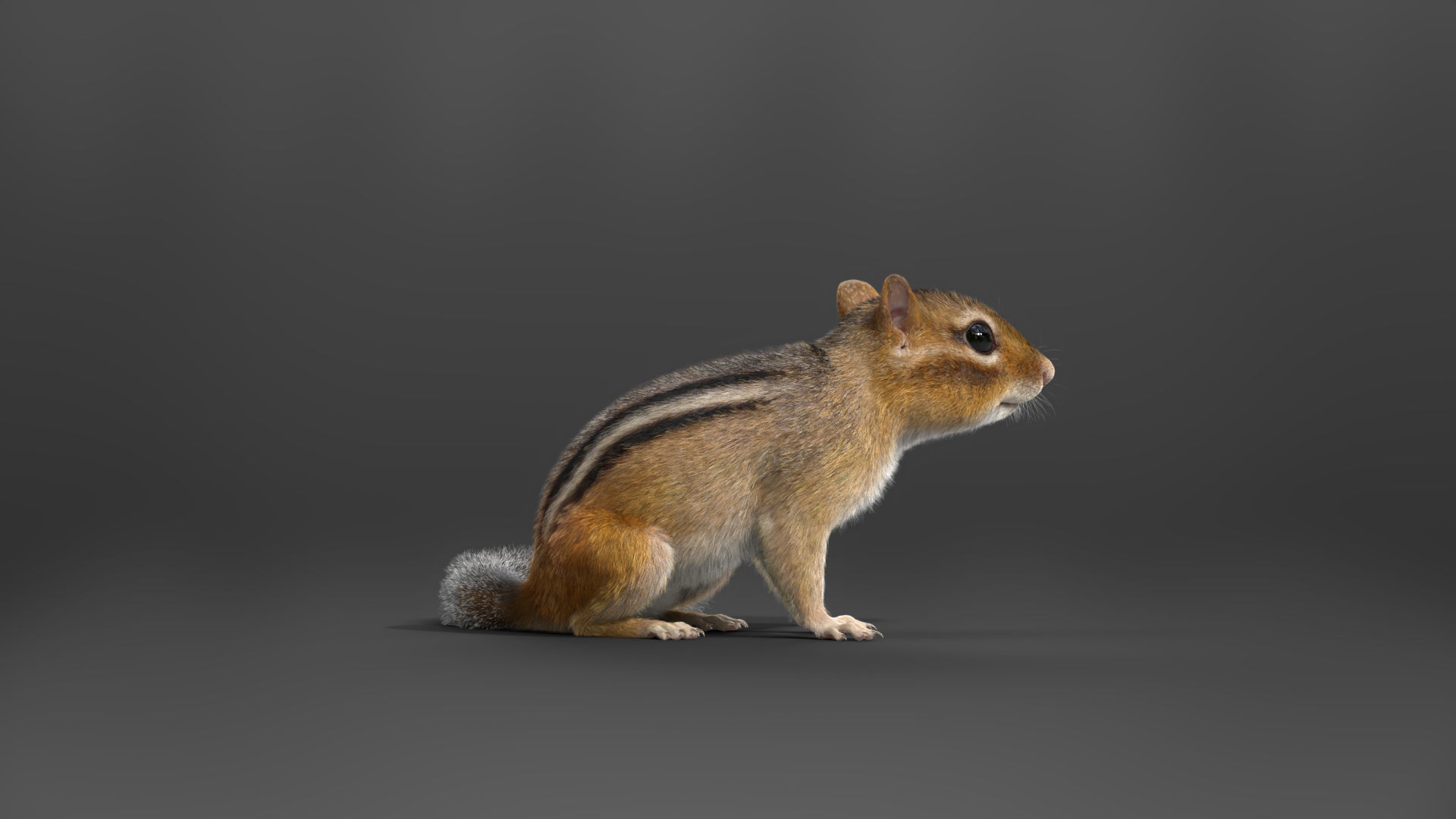 Chipmunk Animation VFX Grace 3D model_16