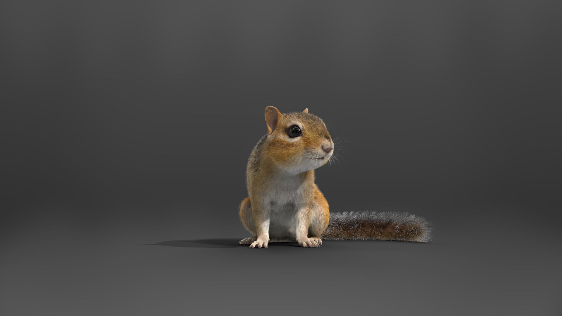 Chipmunk Animation VFX Grace 3D model_12