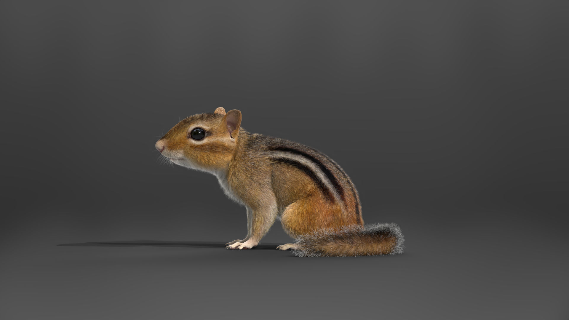 Chipmunk Animation VFX Grace 3D model_11