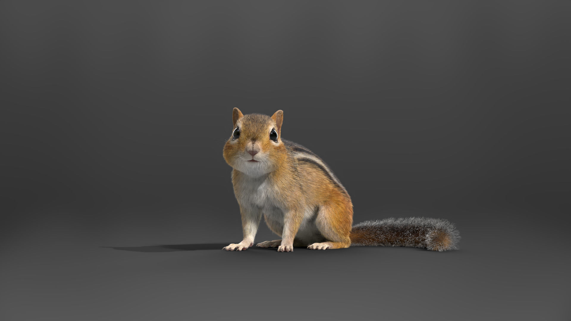 Chipmunk Animation VFX Grace 3D model_13