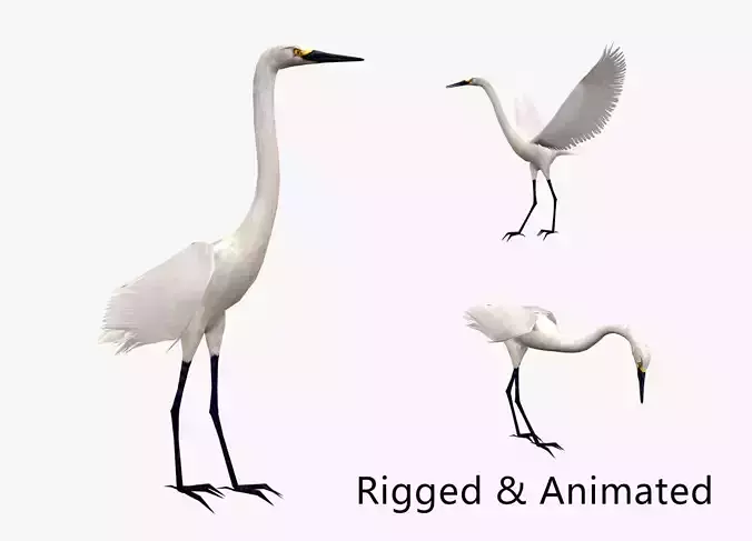 animated egret Low-poly 3D model