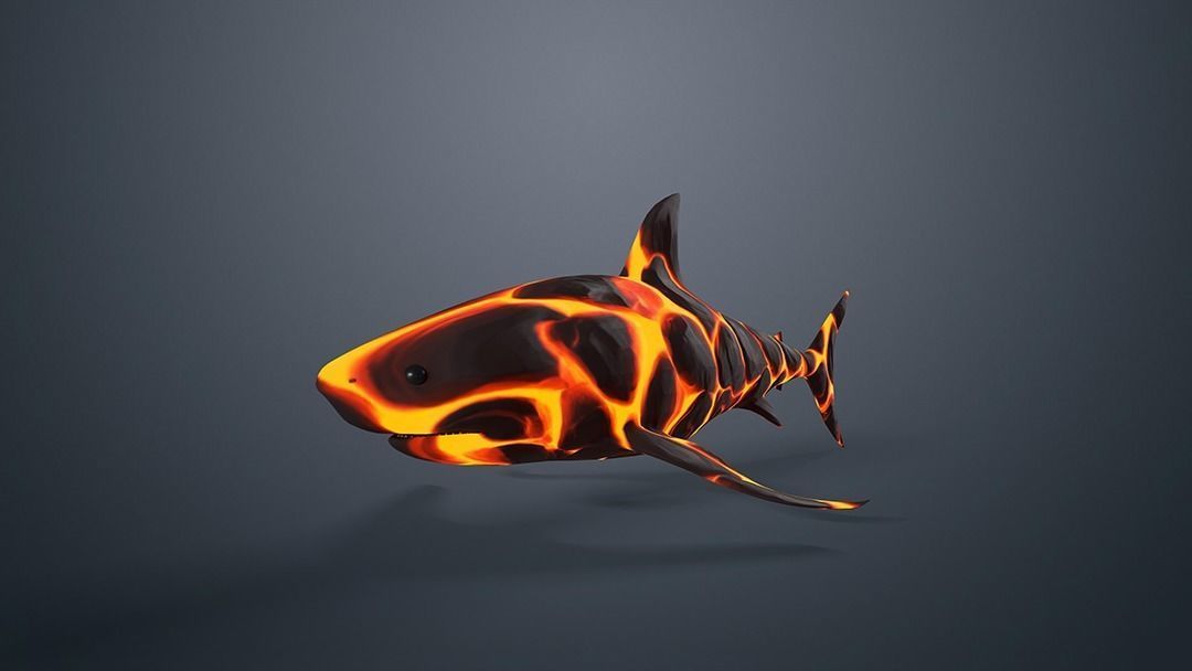 Shark Low-poly 3D model_9