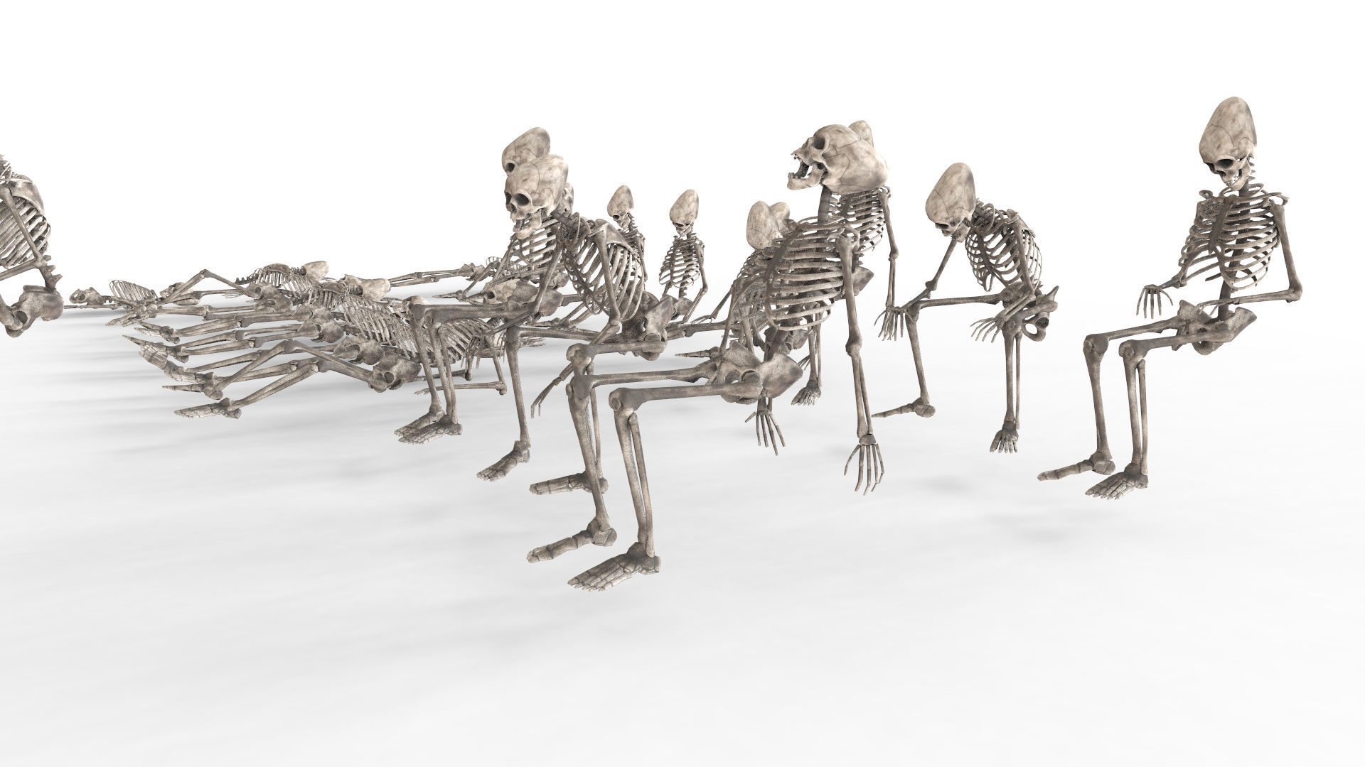 Human Skeleton Pack 1 Low-poly 3D model_15