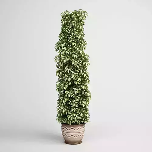Tall Plant in Pot 17