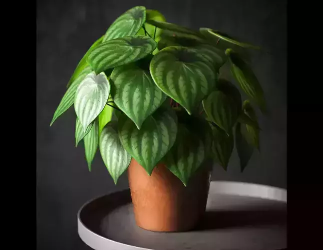Indoor Plants - Peperomia Plant