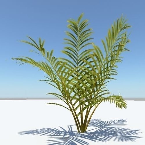 Palm tree Free low-poly 3D model