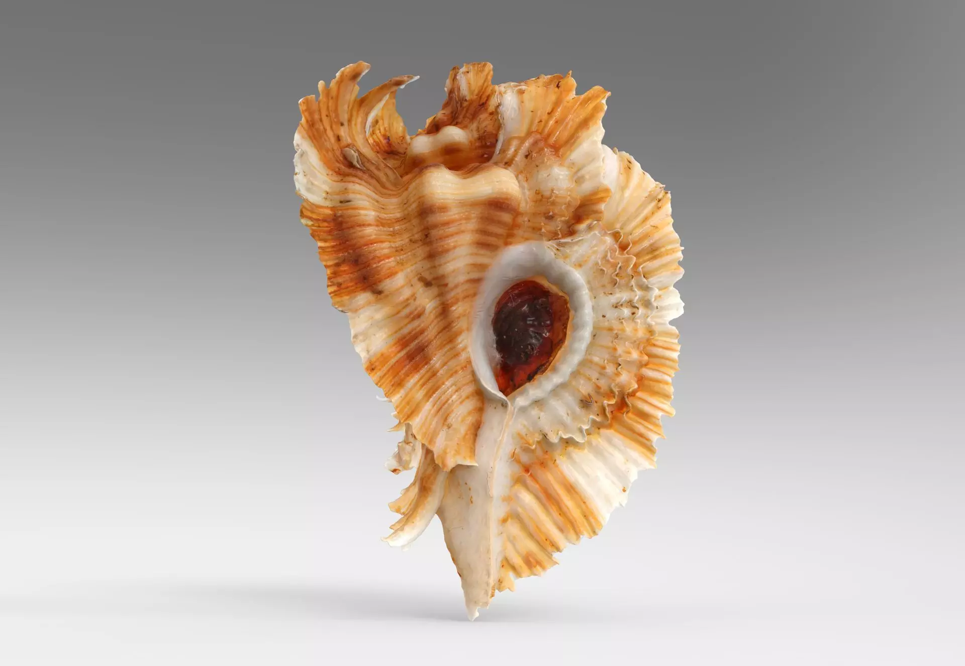 Pterinotus Miyokoae Sea Shell Low-poly 3D model_0