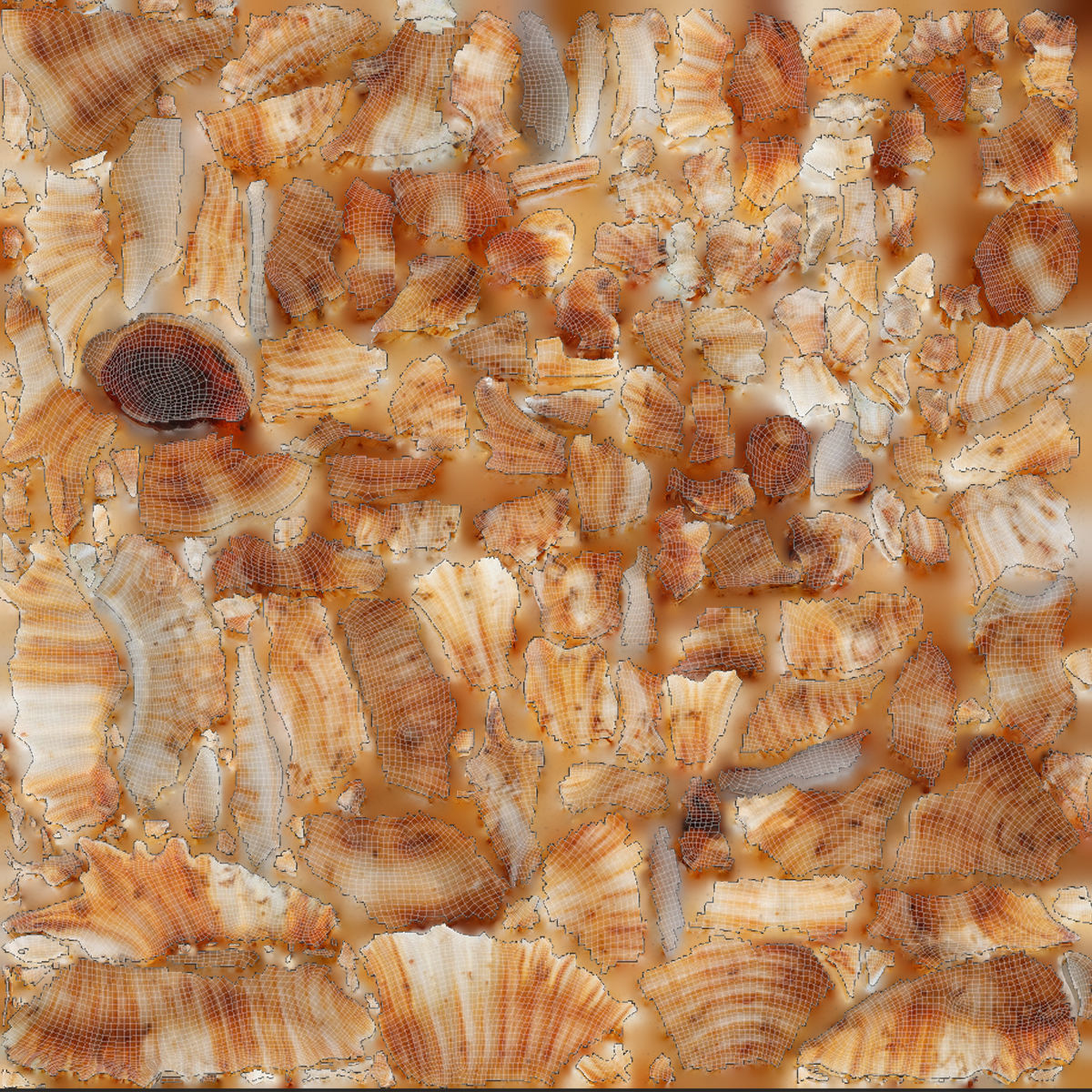 Pterinotus Miyokoae Sea Shell Low-poly 3D model_8