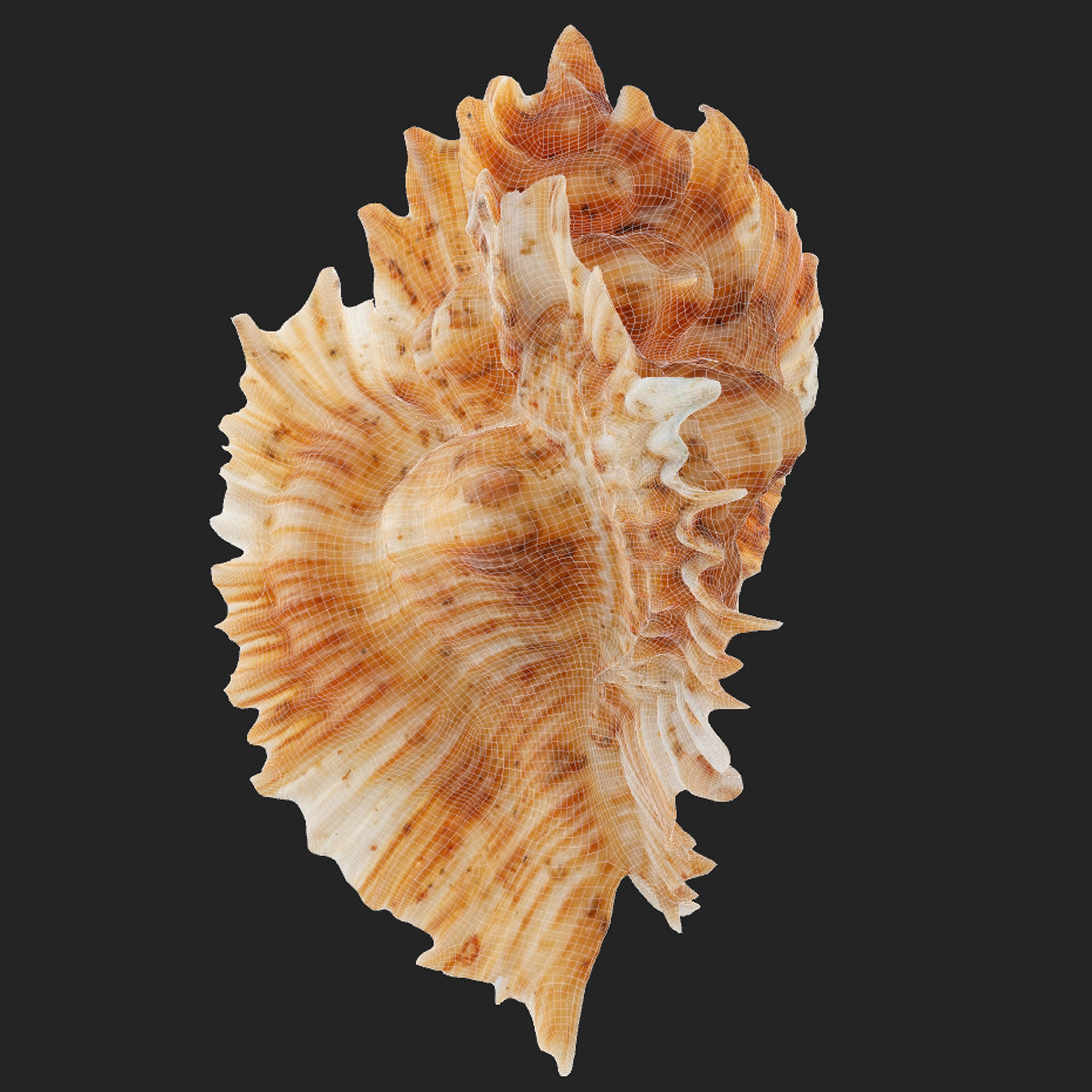 Pterinotus Miyokoae Sea Shell Low-poly 3D model_7