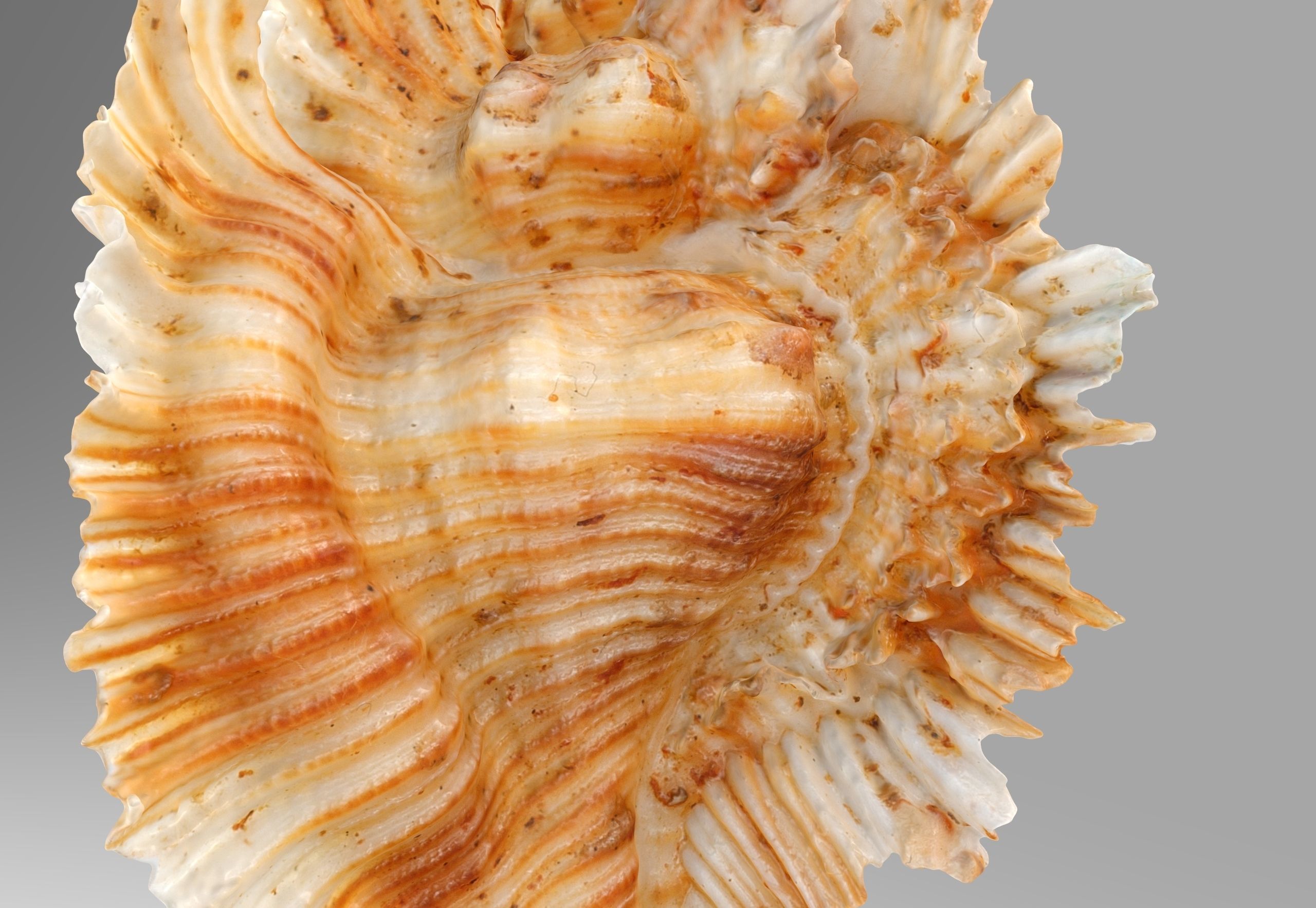 Pterinotus Miyokoae Sea Shell Low-poly 3D model_5