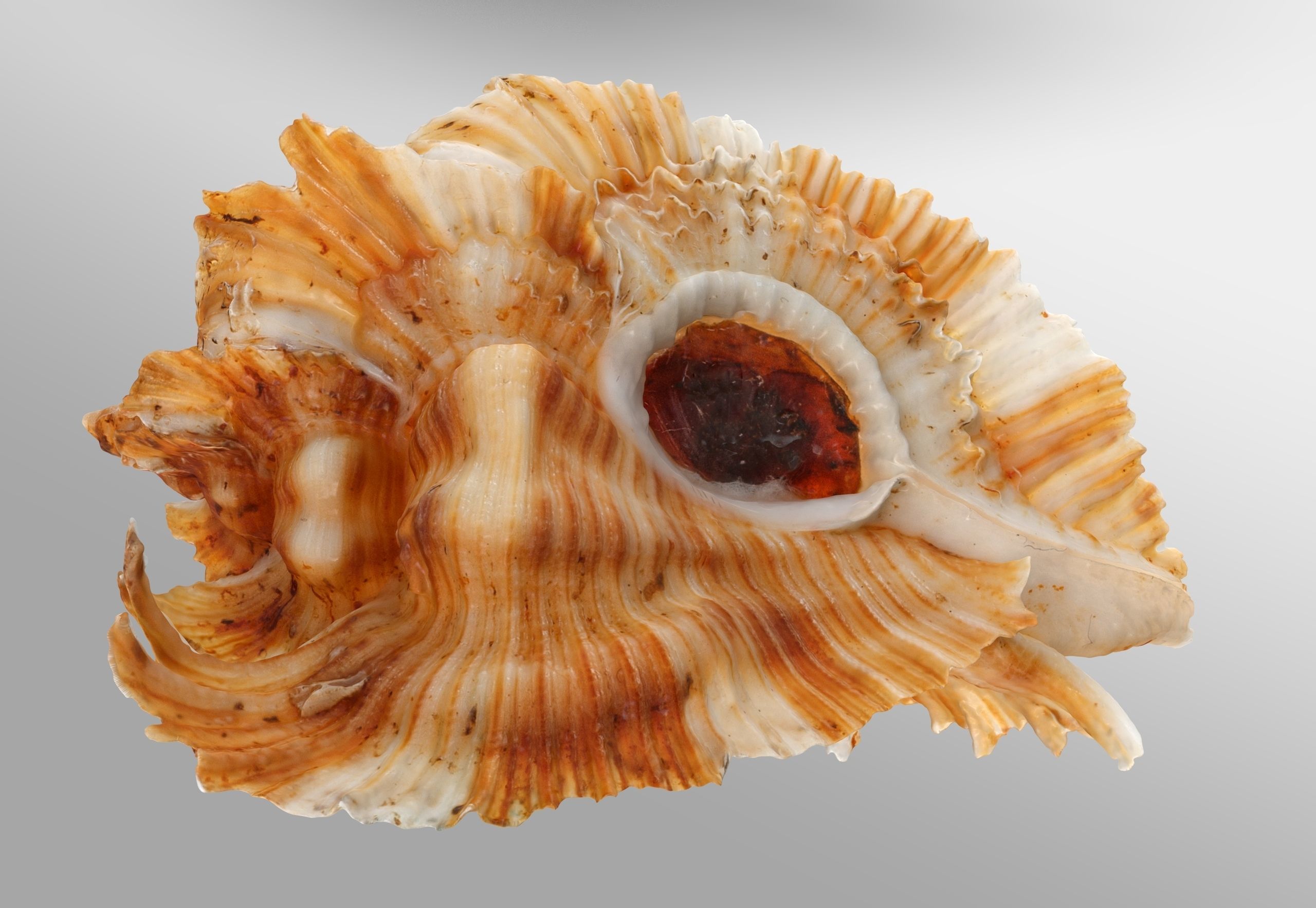 Pterinotus Miyokoae Sea Shell Low-poly 3D model_6