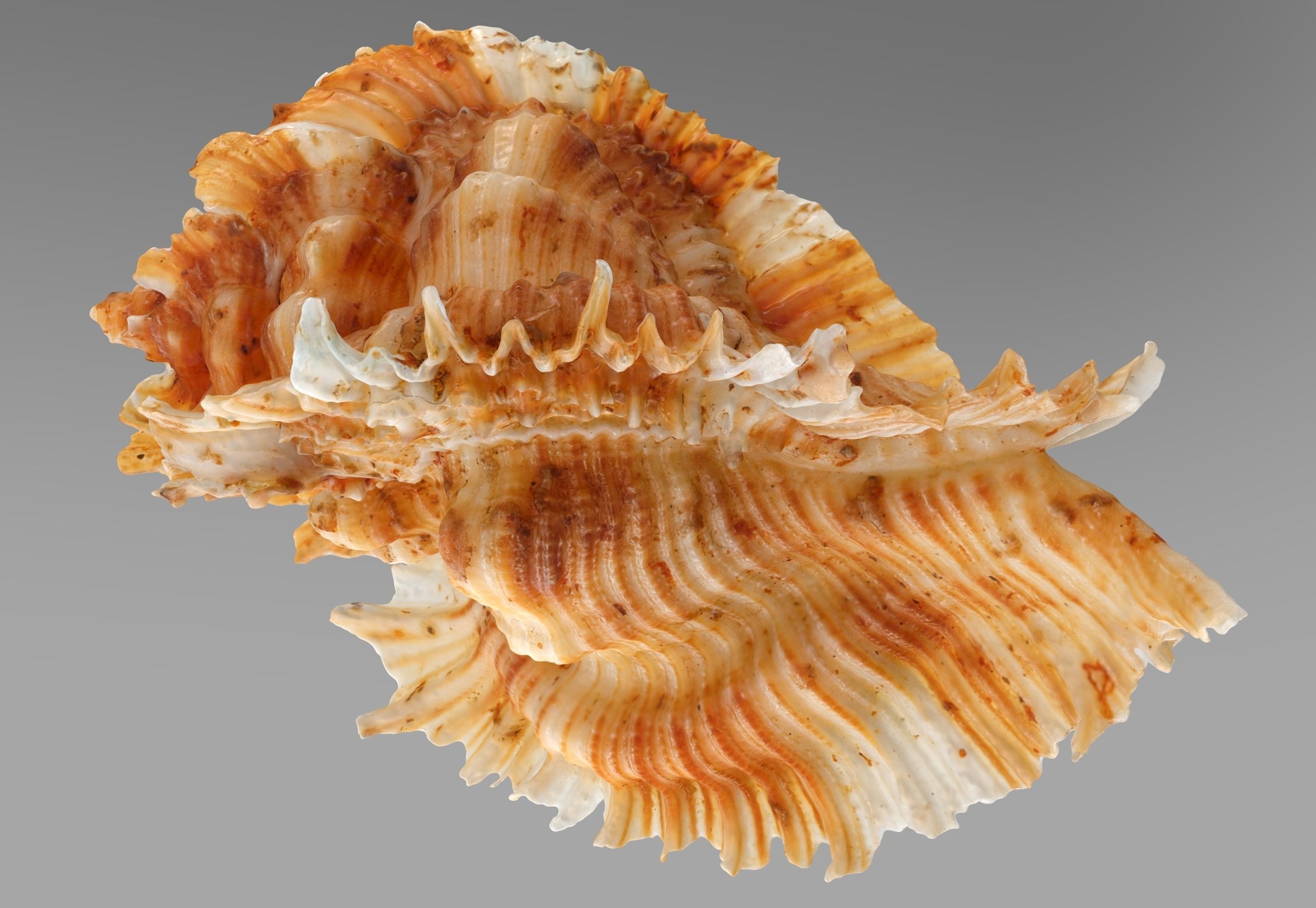 Pterinotus Miyokoae Sea Shell Low-poly 3D model_3