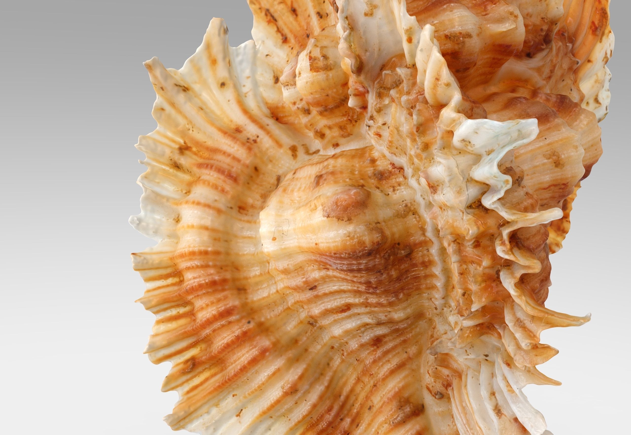 Pterinotus Miyokoae Sea Shell Low-poly 3D model_4