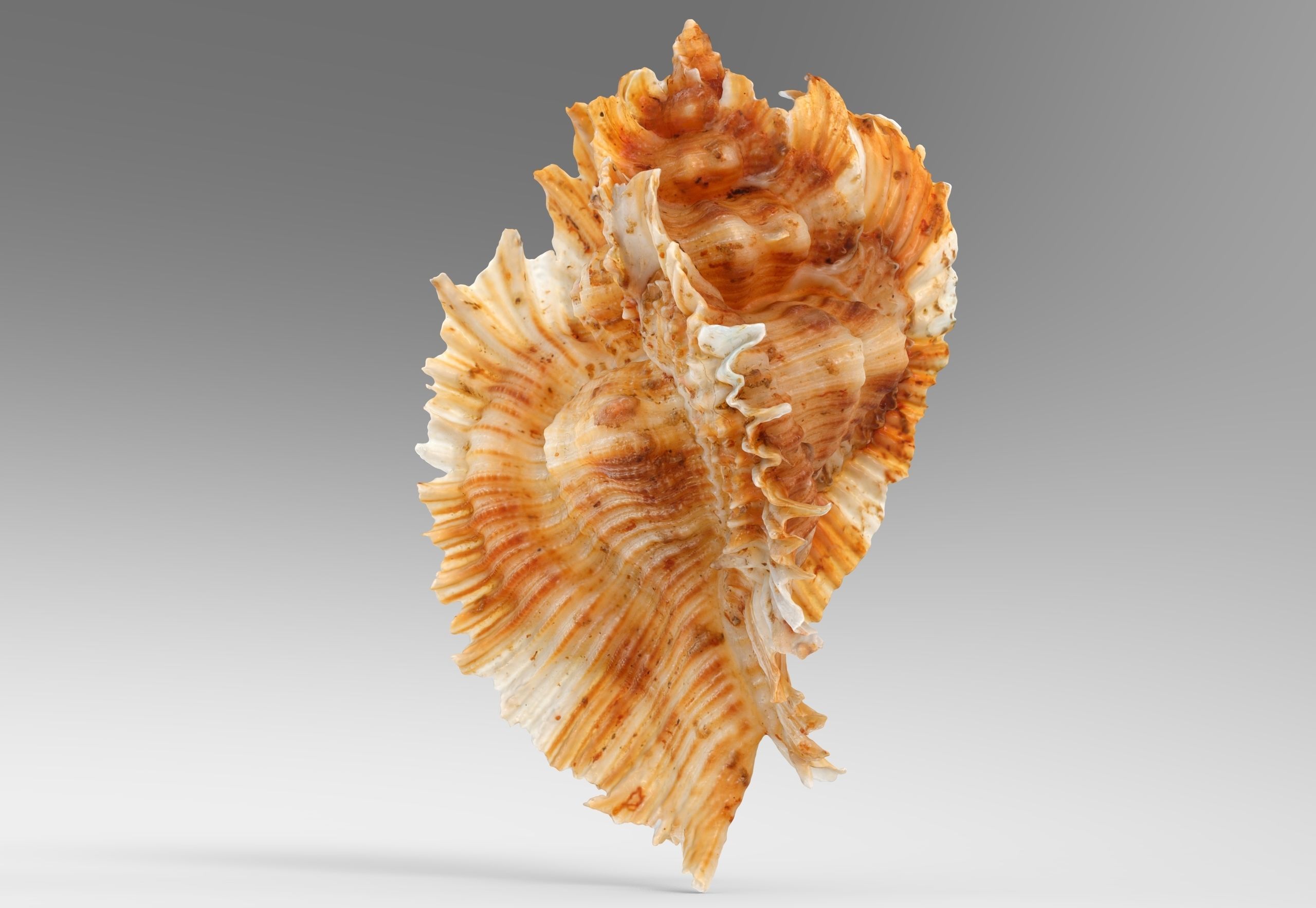 Pterinotus Miyokoae Sea Shell Low-poly 3D model_2