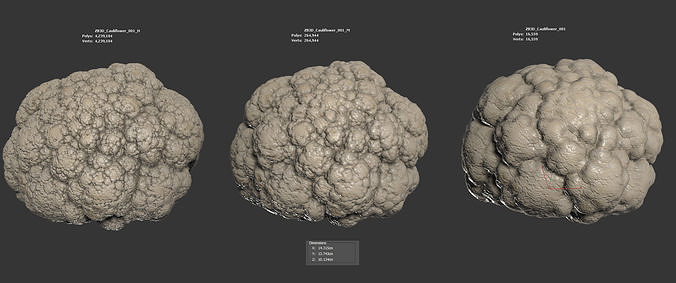 Cauliflower 3D model 6