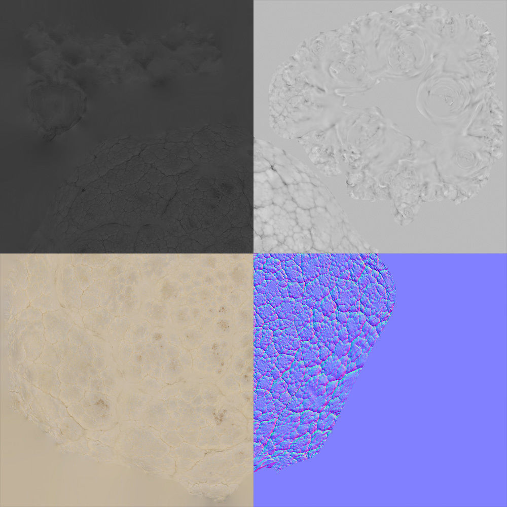 Cauliflower 3D model_8