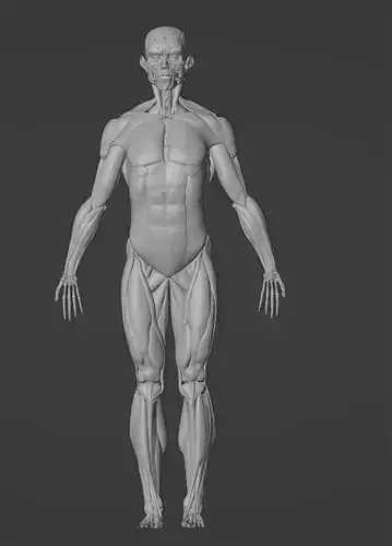 MALE HUMAN MUSCULAR ANATOMY