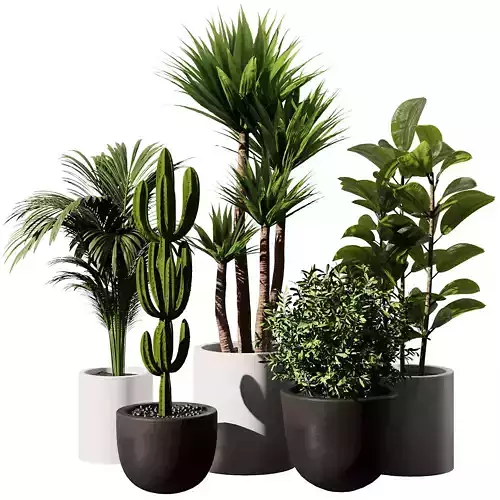 Indoor Plant SetV17 - Cactus Palm Ficus