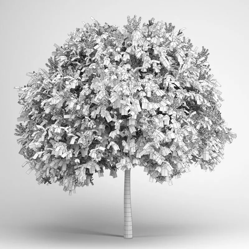 Goldenrain Tree 08 3D model