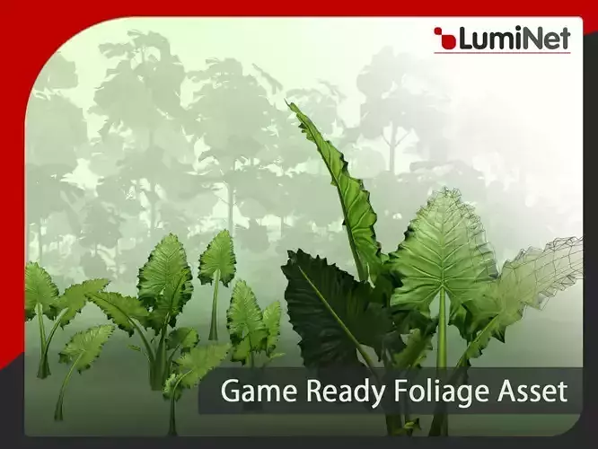 Alocasia Odora - Grass