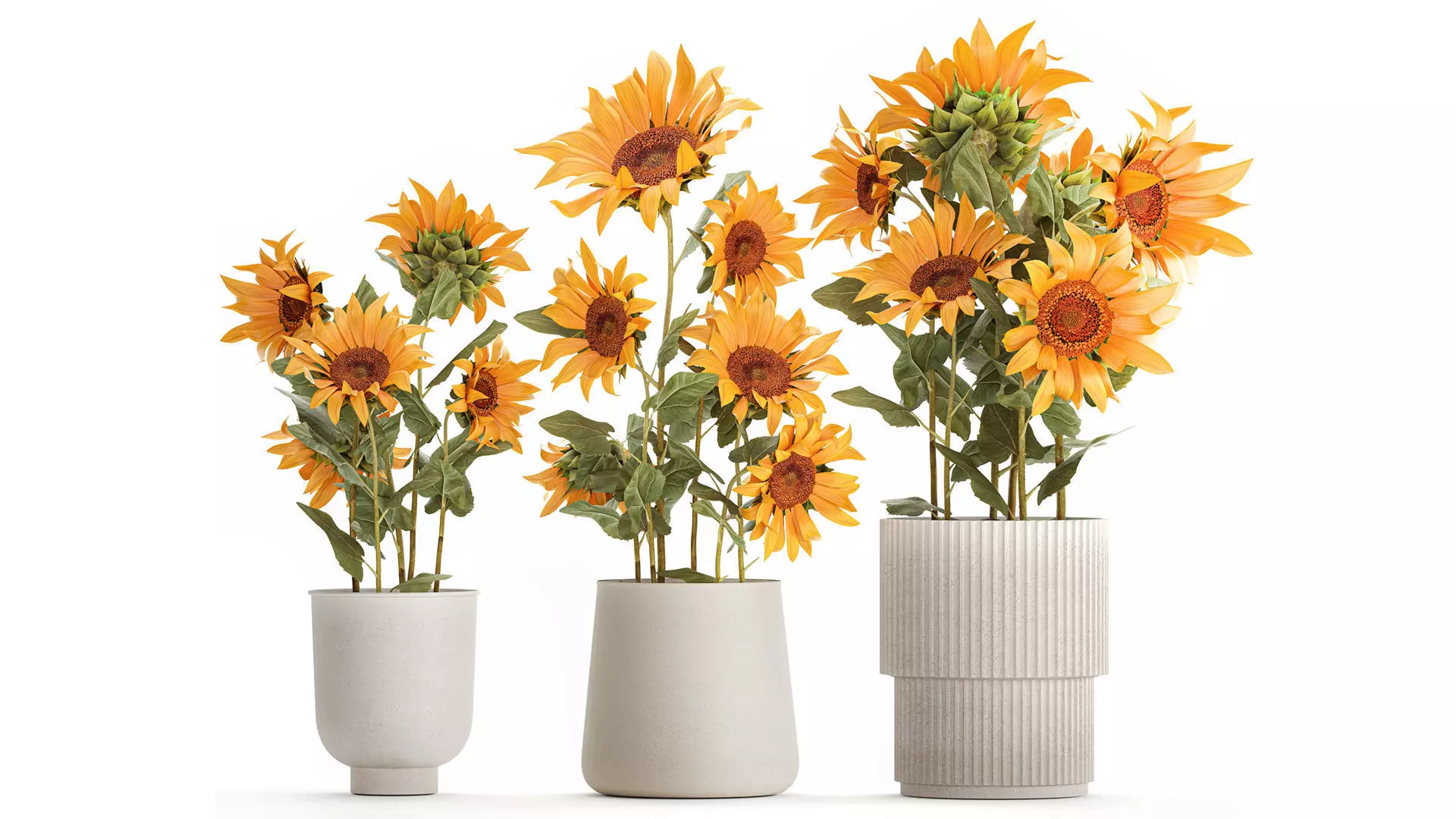 Beautiful Plant Bushes Sunflowers In A Pot 1305 3D model