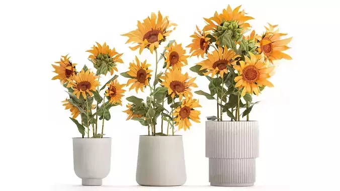Beautiful Plant Bushes Sunflowers In A Pot 1305