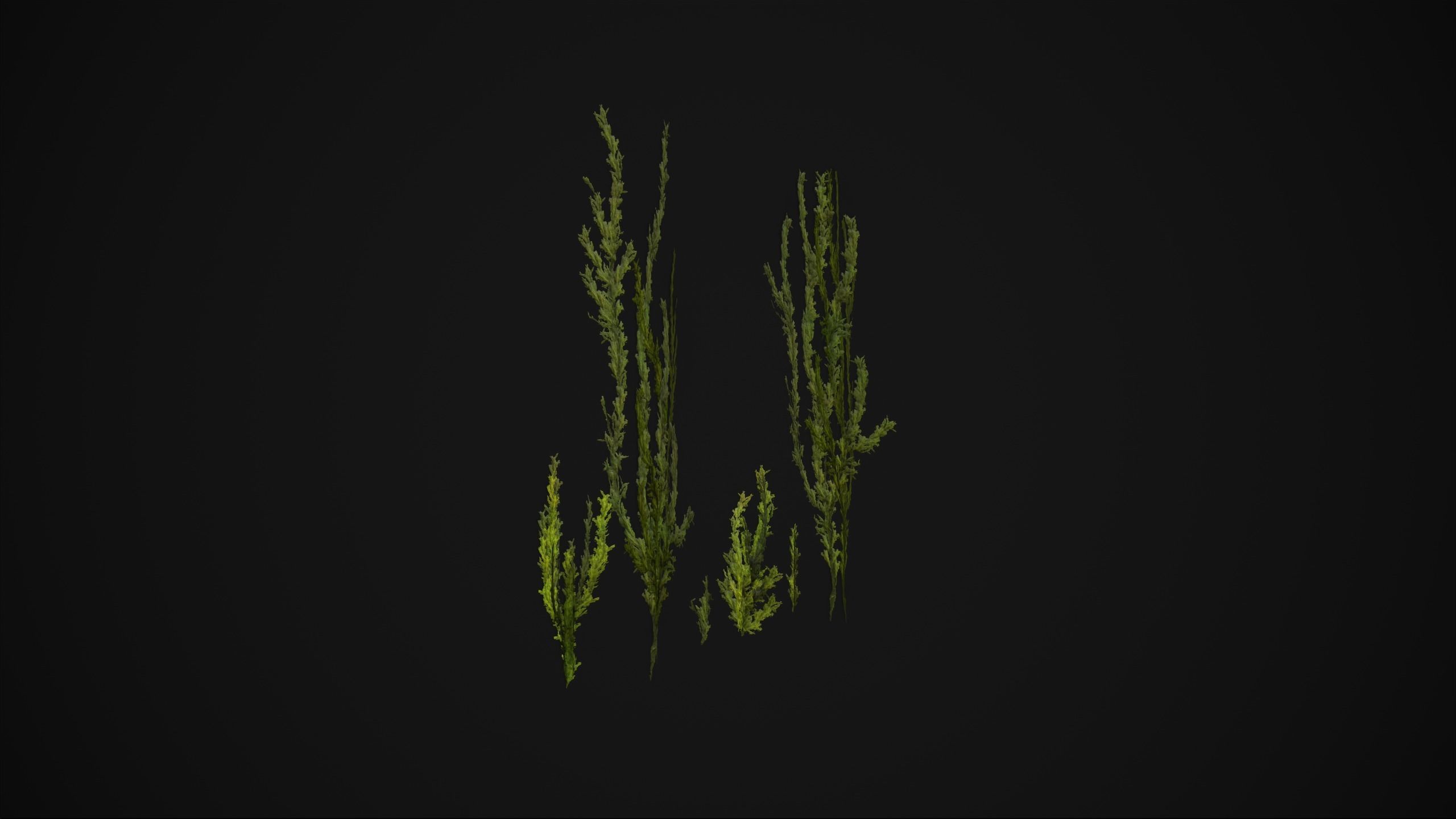 Antitrichia Curtipendula - Grass Low-poly 3D model_14