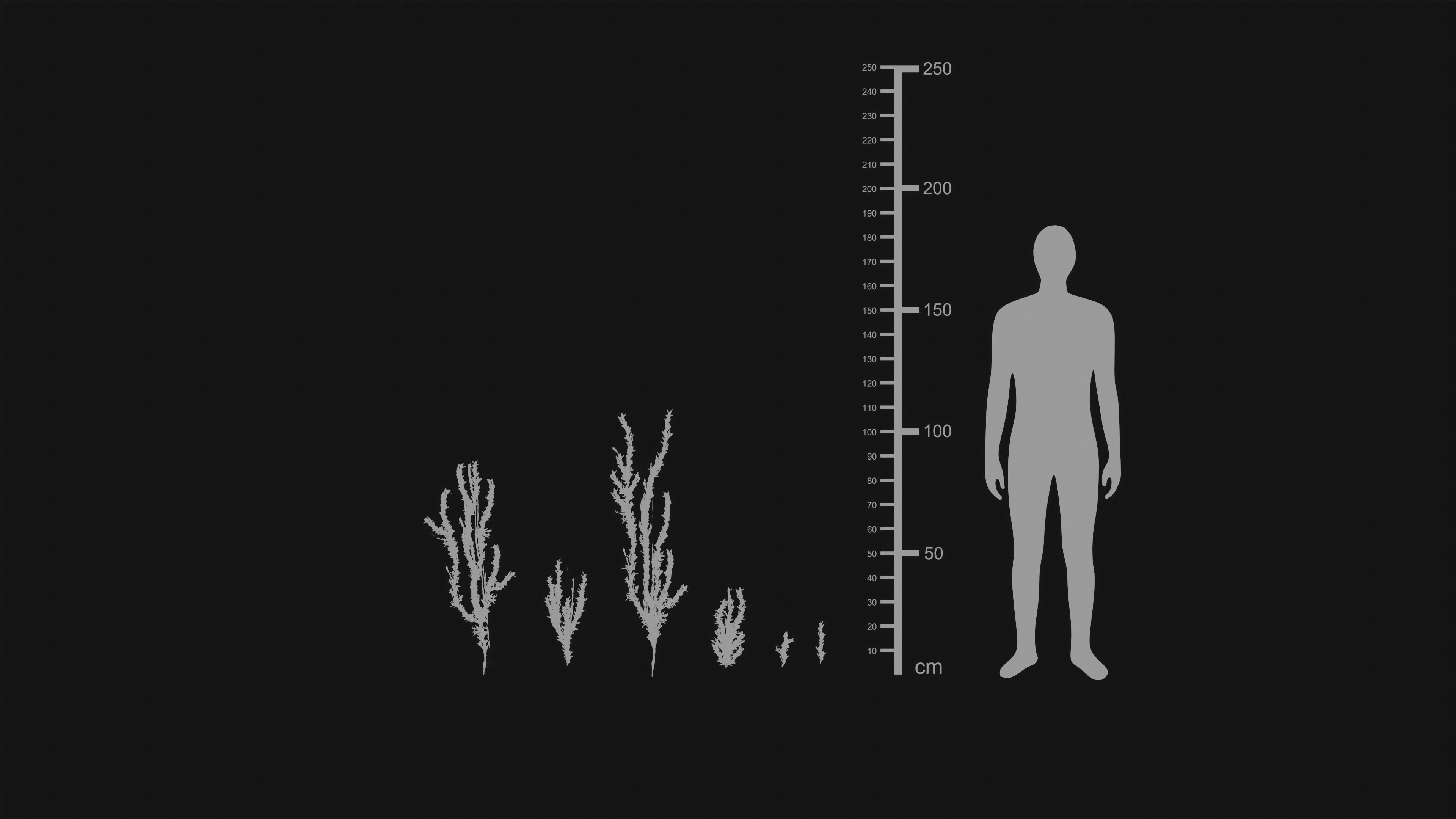 Antitrichia Curtipendula - Grass Low-poly 3D model_22