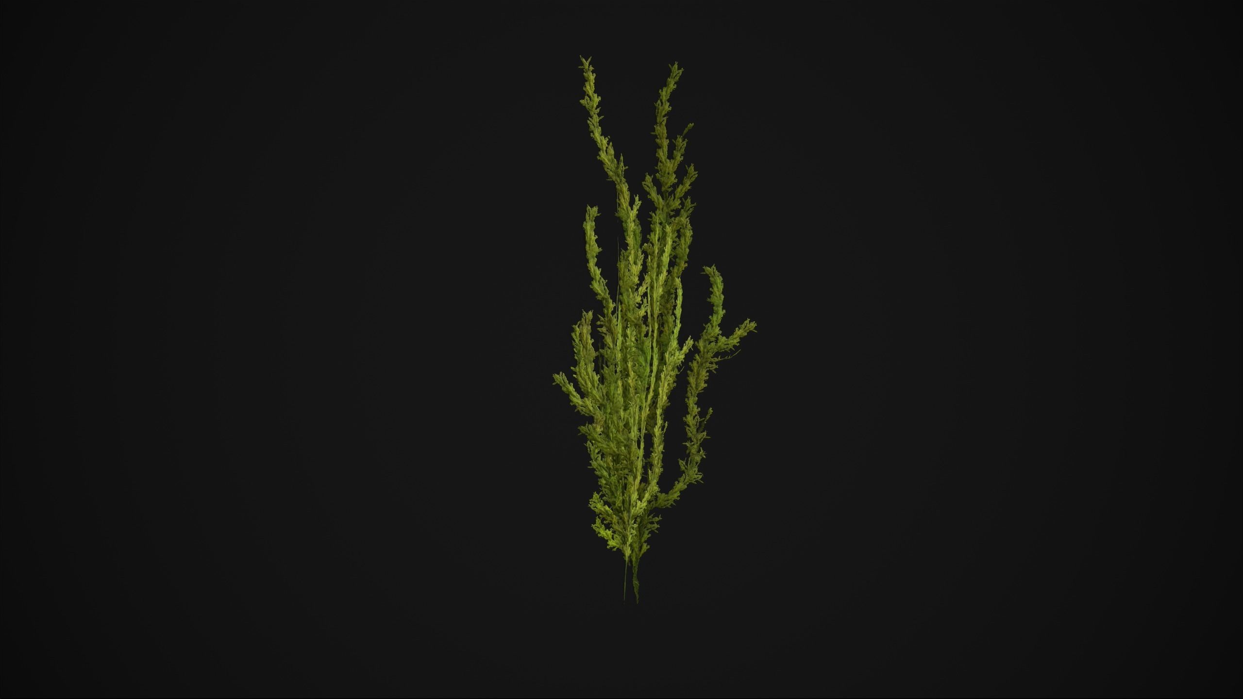 Antitrichia Curtipendula - Grass Low-poly 3D model_7