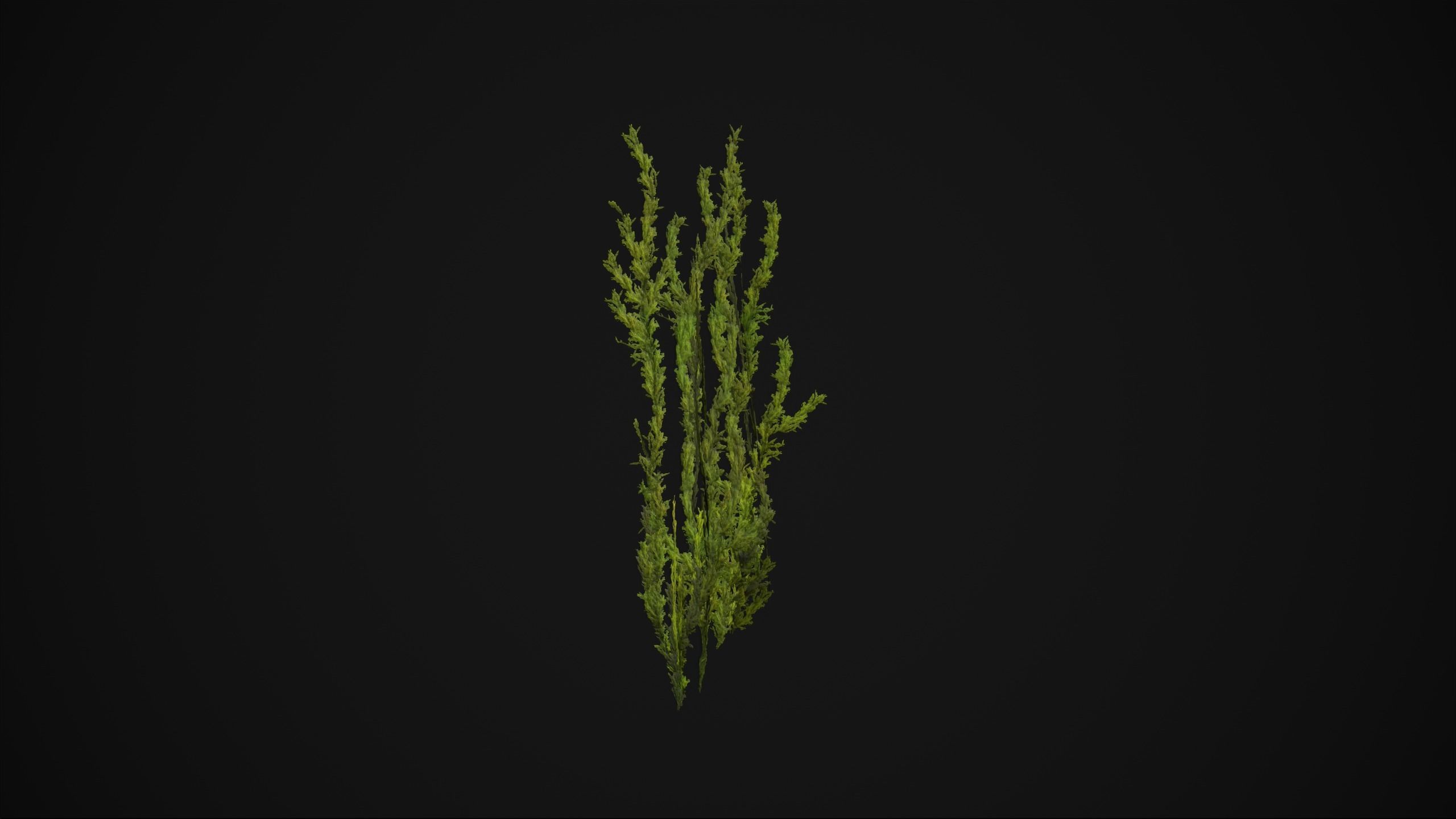 Antitrichia Curtipendula - Grass Low-poly 3D model_16