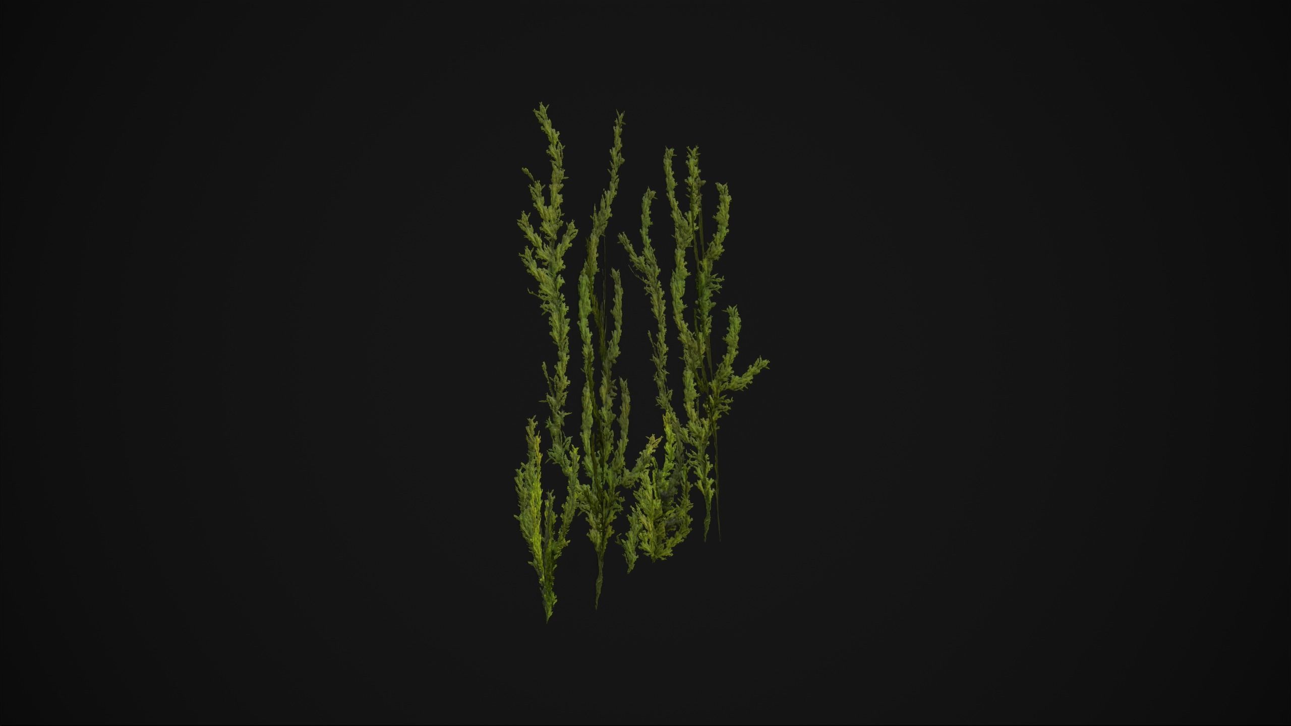 Antitrichia Curtipendula - Grass Low-poly 3D model_15
