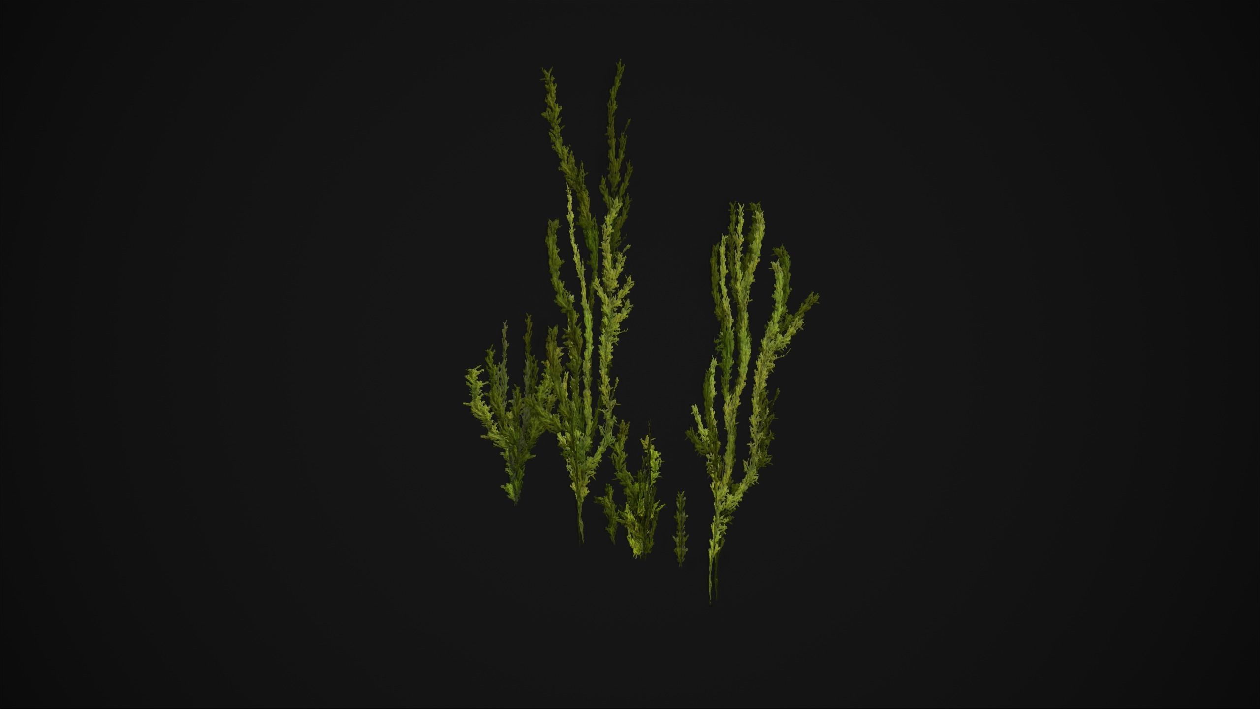 Antitrichia Curtipendula - Grass Low-poly 3D model_9